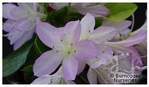 AZALEA - EVERGREEN 'Omoine'  