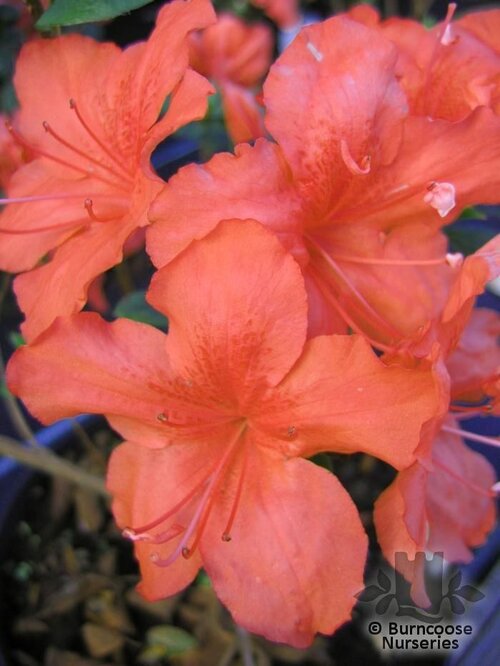AZALEA - EVERGREEN 'Orange Beauty'  