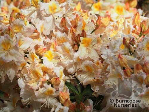 rhododendron rosa perle R. 'Pink Pearl' main image 1