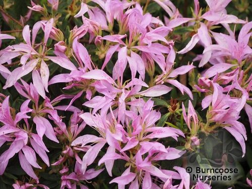 AZALEA - EVERGREEN stenopetalum 'Linearifolium' 