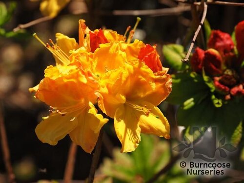 AZALEA - DECIDUOUS 'Sunte Nectarine'  