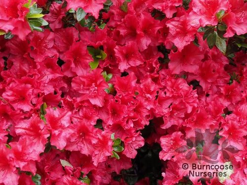 AZALEA - EVERGREEN 'Vuyk's Rosyred'  