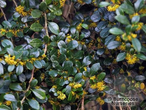 AZARA microphylla  