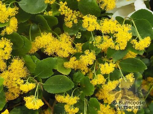 AZARA serrata  