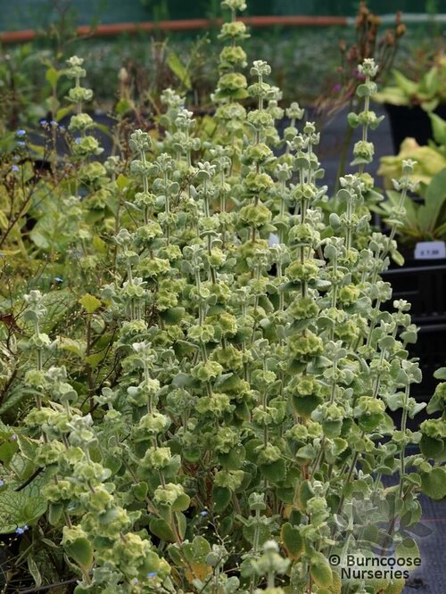 Ballota Pseudodictamnus from Burncoose Nurseries