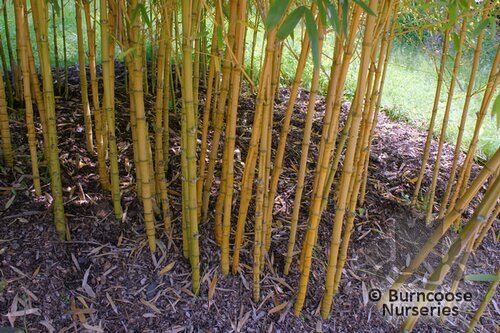 BAMBOO Phyllostachys aurea 