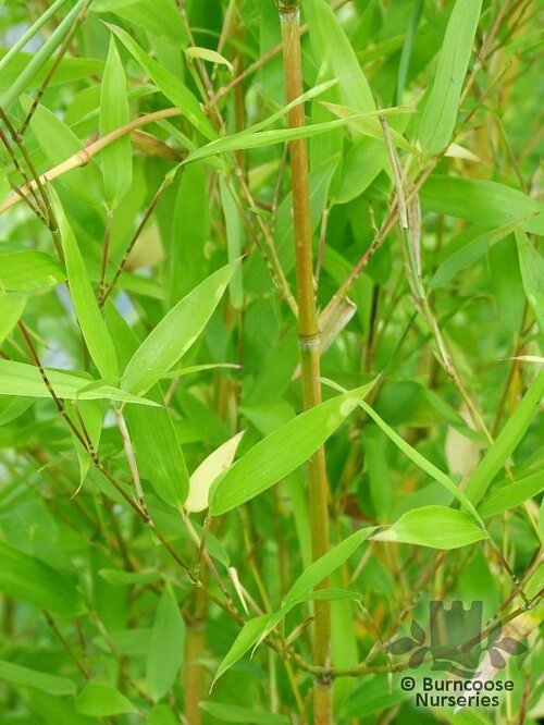 BAMBOO Phyllostachys aureosulcata spectabilis