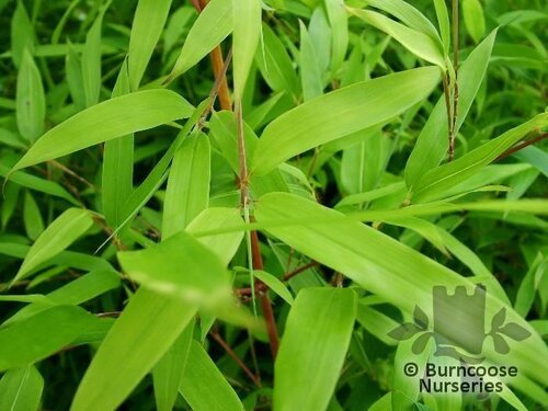 BAMBOO Phyllostachys bissettii 