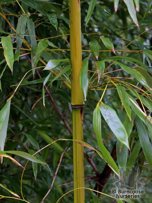 BAMBOO Phyllostachys flexuosa 