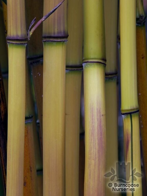 BAMBOO Phyllostachys aureosulcata 'Aureocaulis