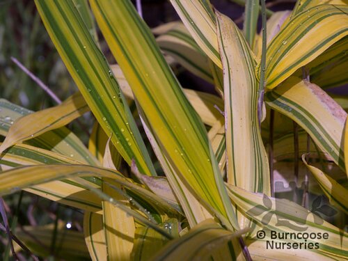BAMBOO Pleioblastus viridistriatus 