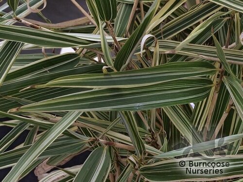 BAMBOO Pleioblastus variegatus 
