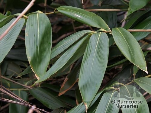BAMBOO Sasa palmata 'Nebulosa'