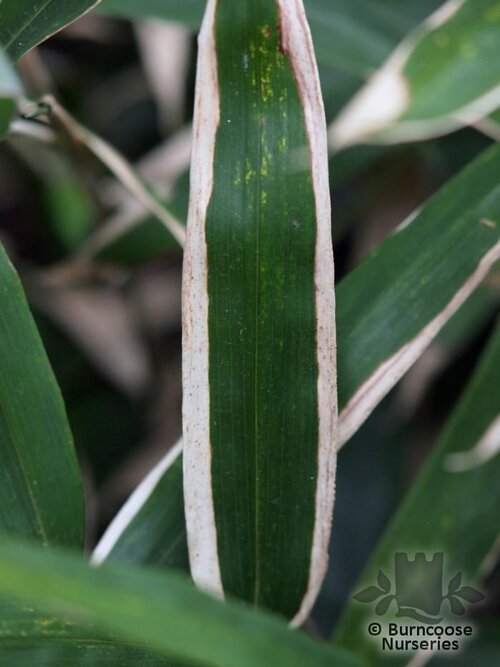 BAMBOO Sasa ramosa 
