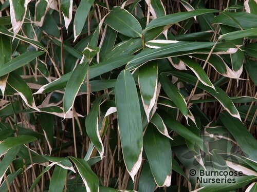 Bamboo Sasa Tsuboiana