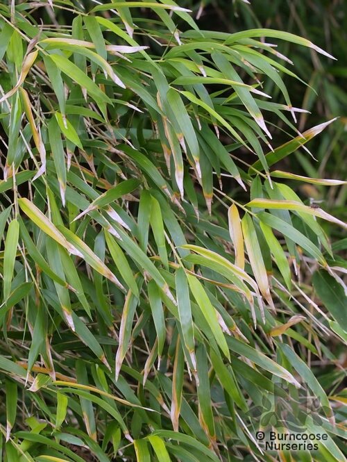 BAMBOO Yushania anceps  