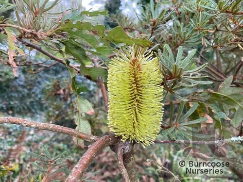 PROTEA Banksia integrifolia 