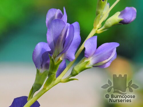 BAPTISIA australis  