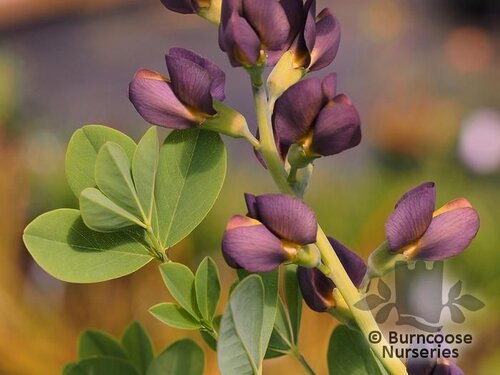 BAPTISIA 'Dutch Chocolate'  