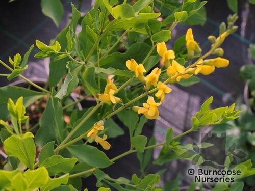 BAPTISIA 'Lemon Meringue'  
