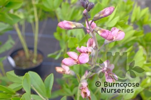 BAPTISIA 'Pink Truffles'  