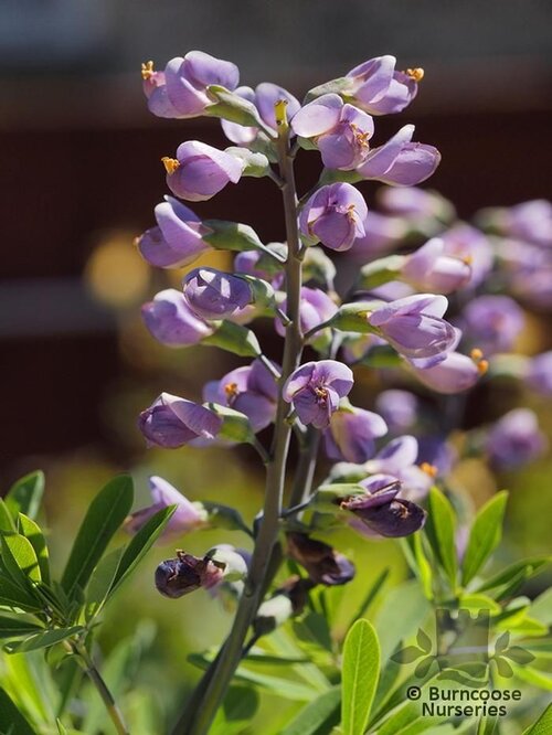 BAPTISIA australis 'Purple Smoke' 