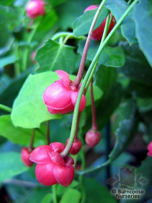 BERBERIDOPSIS   