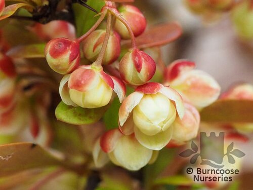 BERBERIS thunbergii 'Admiration' 