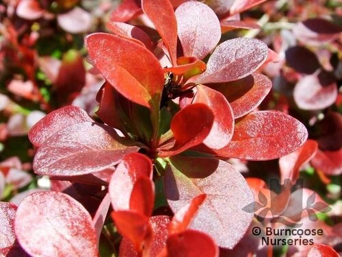 BERBERIS thunbergii 'Atropurpurea-nana' 