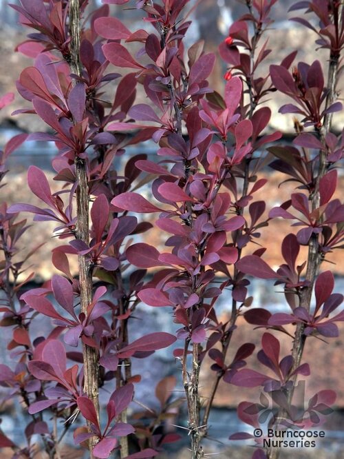 BERBERIS thunbergii 'Atropurpurea' 