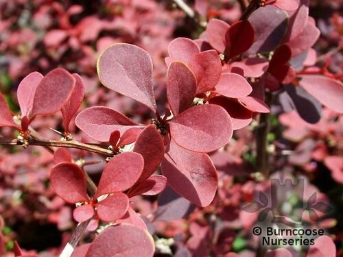 BERBERIS   