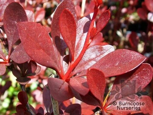 BERBERIS thunbergii 'Red Chief' 