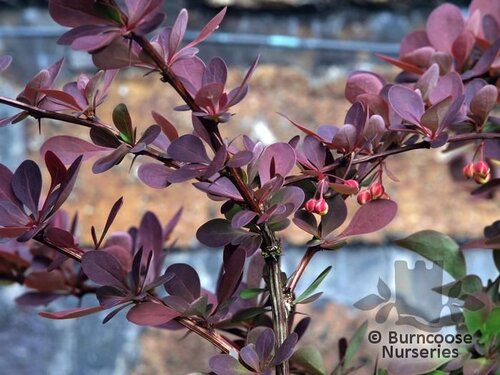 BERBERIS thunbergii 'Rose Glow' 