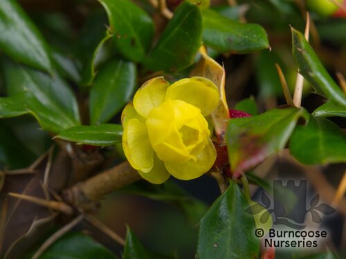BERBERIS verruculosa  