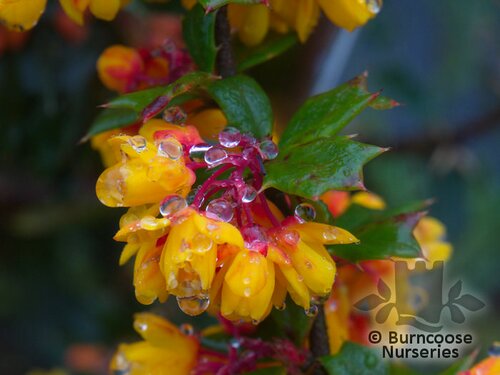 BERBERIS darwinii  