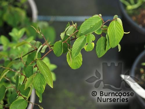 BERCHEMIA racemosa  