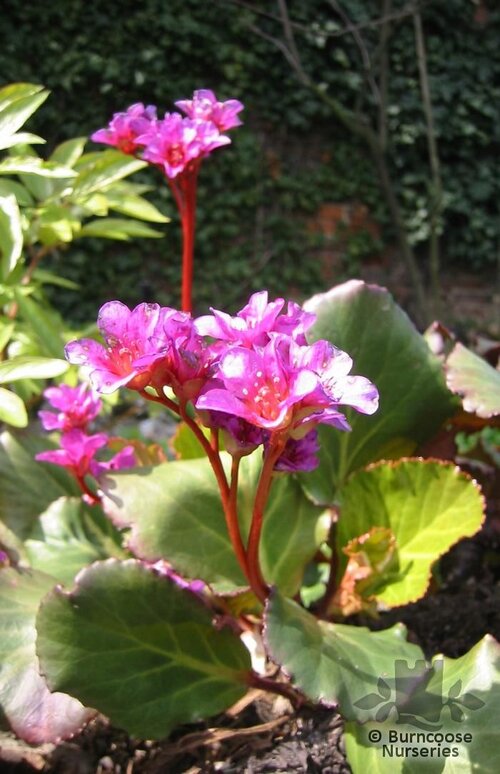 BERGENIA 'Abendglut'  