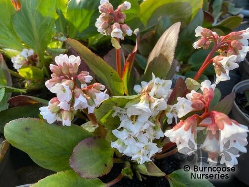 BERGENIA 'Bressingham White'  