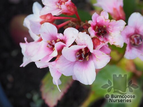 BERGENIA 'Fire and Ice'  