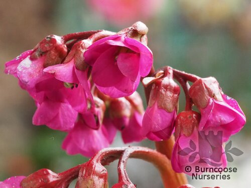 BERGENIA 'Overture'  