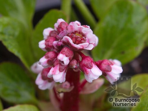 BERGENIA 'Silberlicht'  