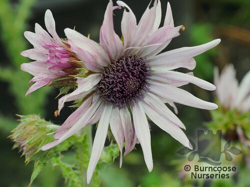 BERKHEYA purpurea  