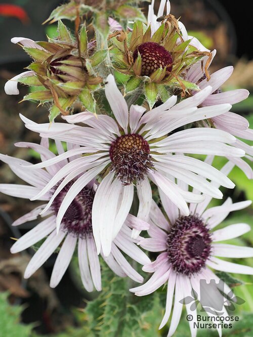 BERKHEYA   