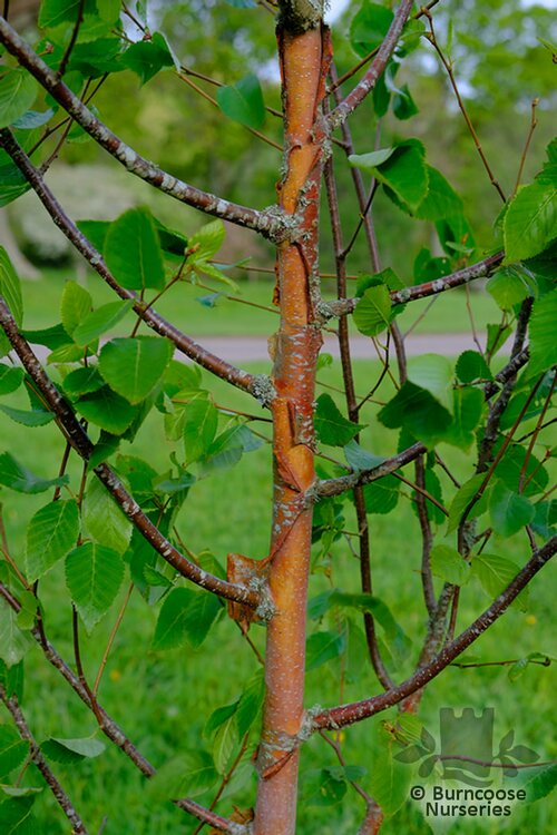 BETULA utilis subsp. albosinensis 'China Rose'