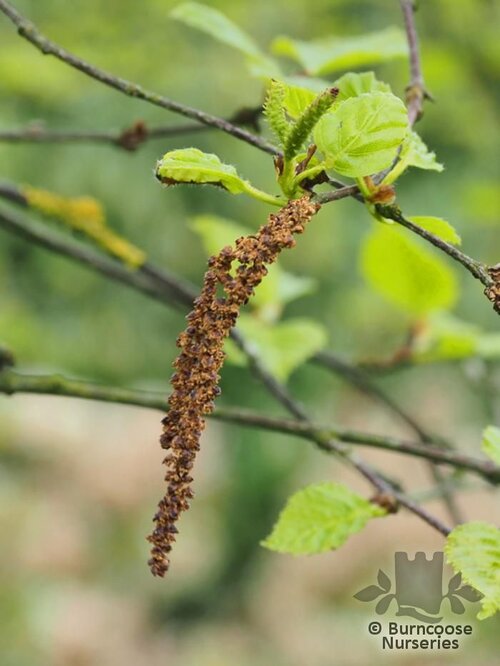 BETULA dahurica 'Maurice Foster' 