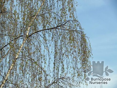 BETULA pendula 'Tristis' 