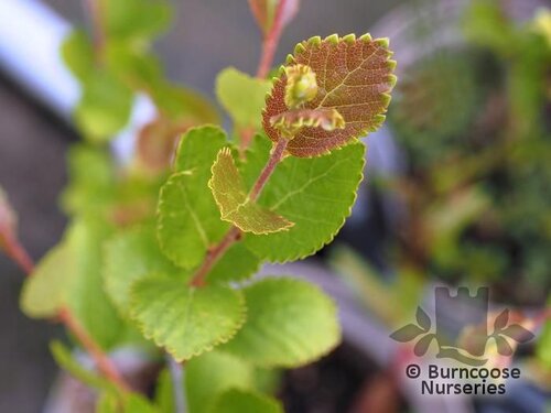 BETULA pumila  