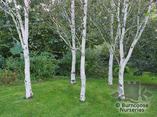 BETULA utilis subsp. jacquemontii 