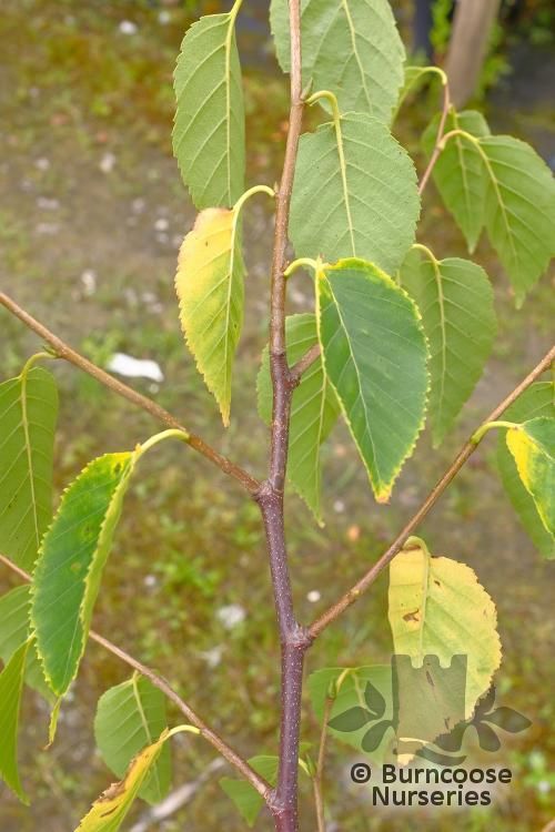 BETULA utilis subsp. albosinensis 'Ruby Chocolate'