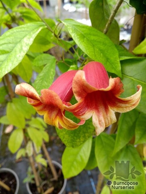 BIGNONIA capreolata  
